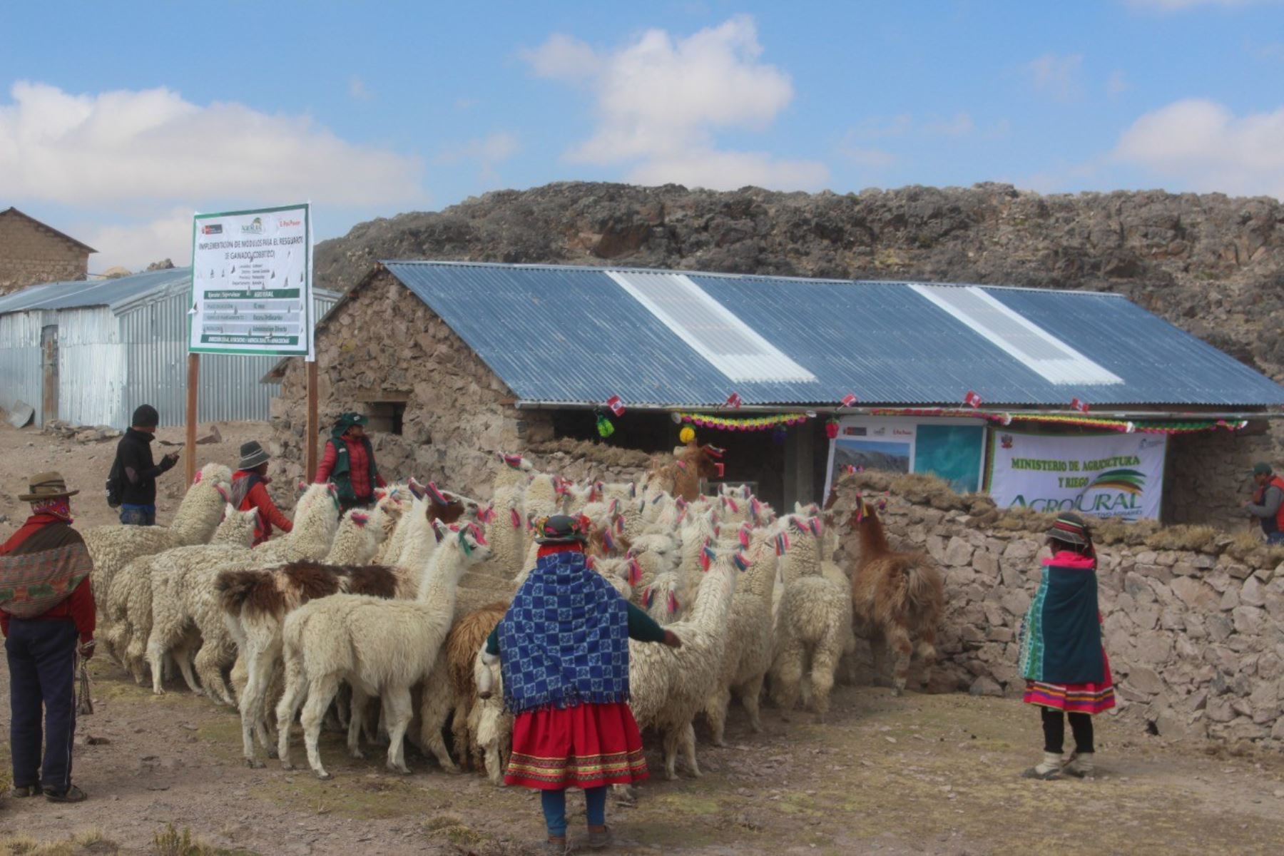 El Ministerio de Agricultura y Riego (Minagri) está beneficiando a las familias productoras y protegiendo a 235 300 cabezas de ganado con la construcción de 2 mil 353 cobertizos en Apurímac, Arequipa, Ayacucho, Cusco, Huancavelica, Junín, Moquegua, Pasco, Puno y Tacna.