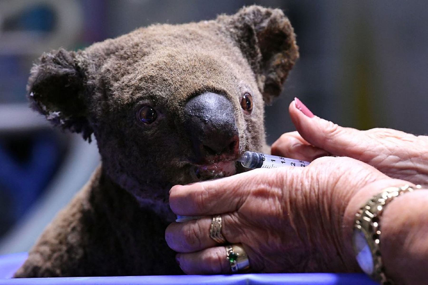 Koala es atendido Foto: AFP