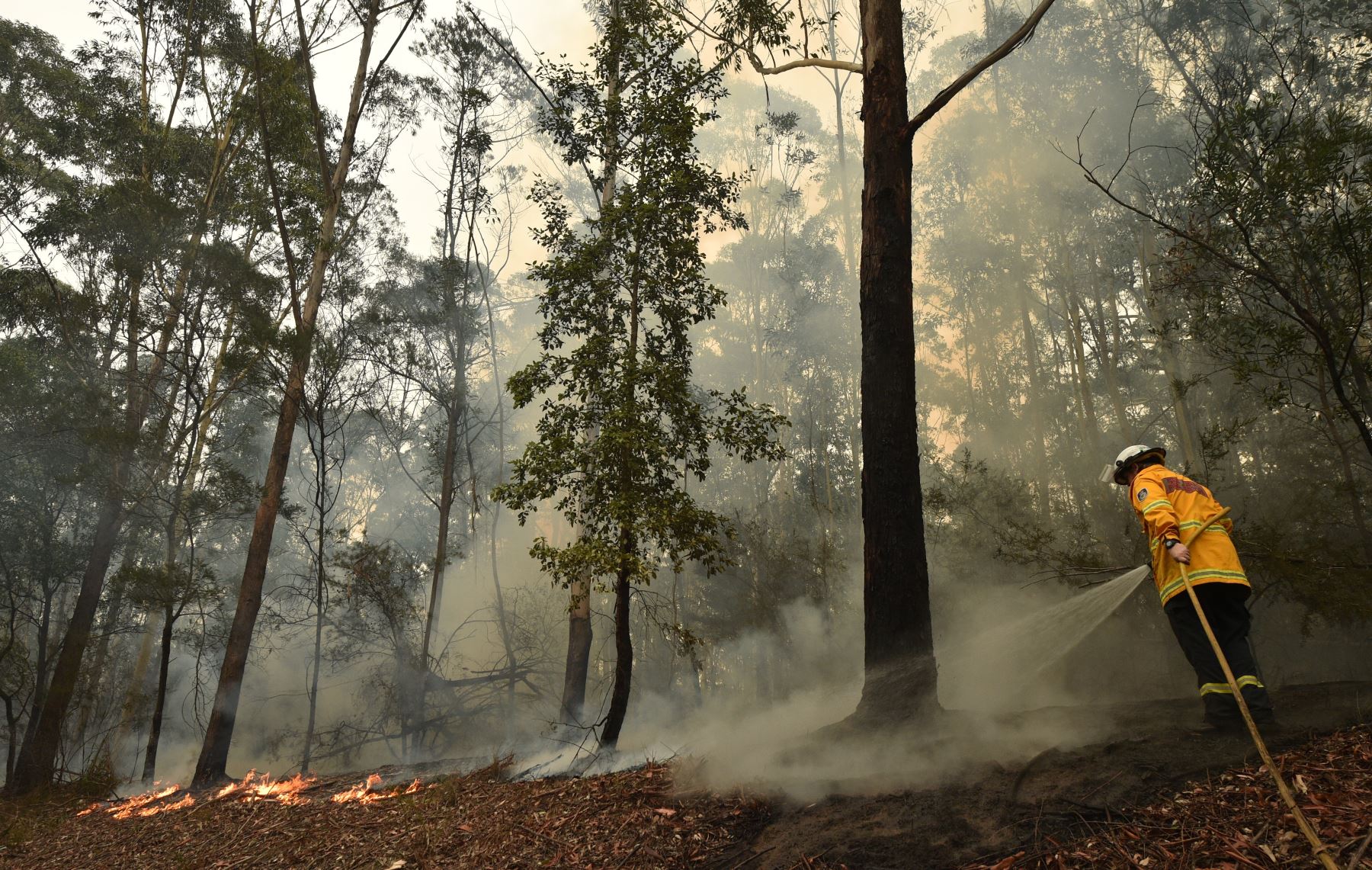 Un bombero aborda un incendio forestal al sur de Nowra, los incendios forestales catastróficos que causaron "daños extensos" en franjas del país.
Foto: AFP
