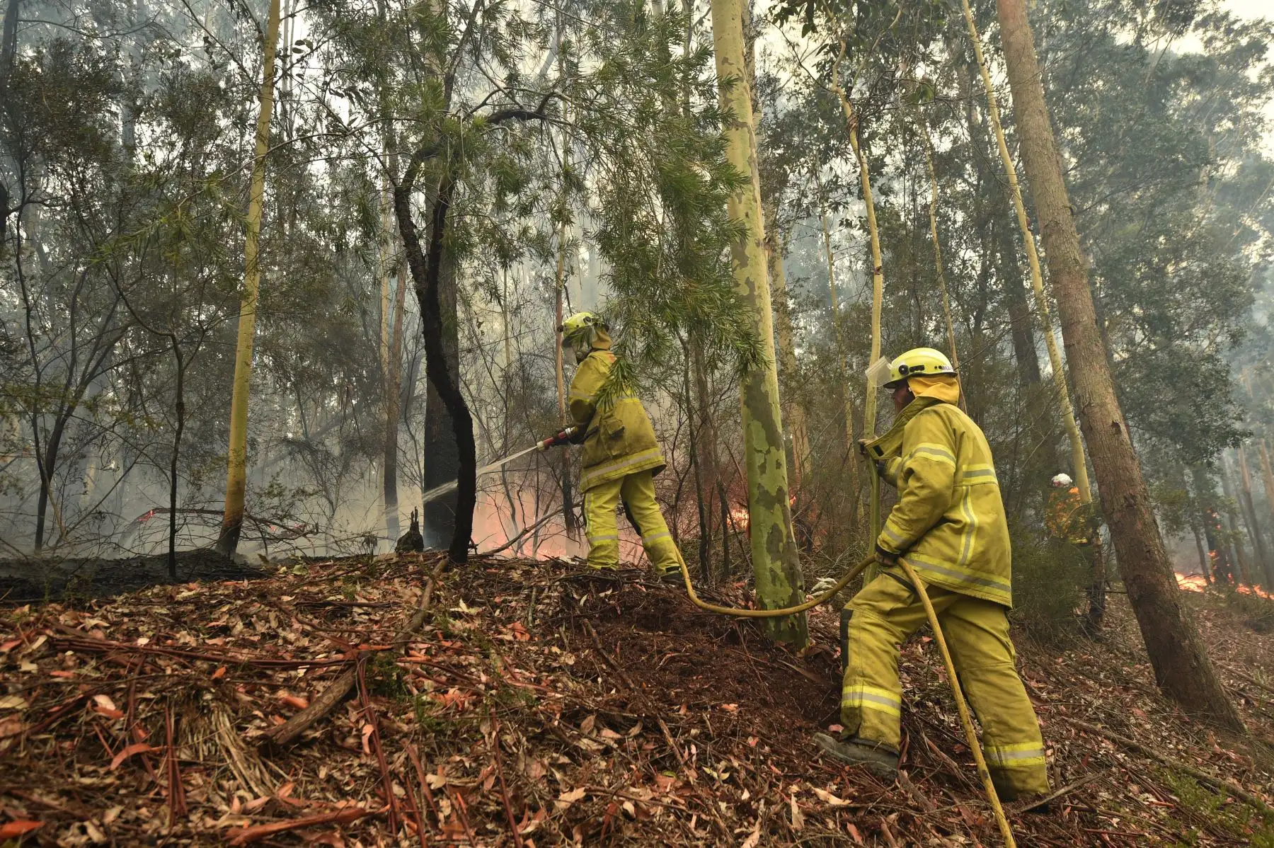 Un bombero aborda un incendio forestal al sur de Nowra, los incendios forestales catastróficos que causaron "daños extensos" en franjas del país.
Foto: AFP