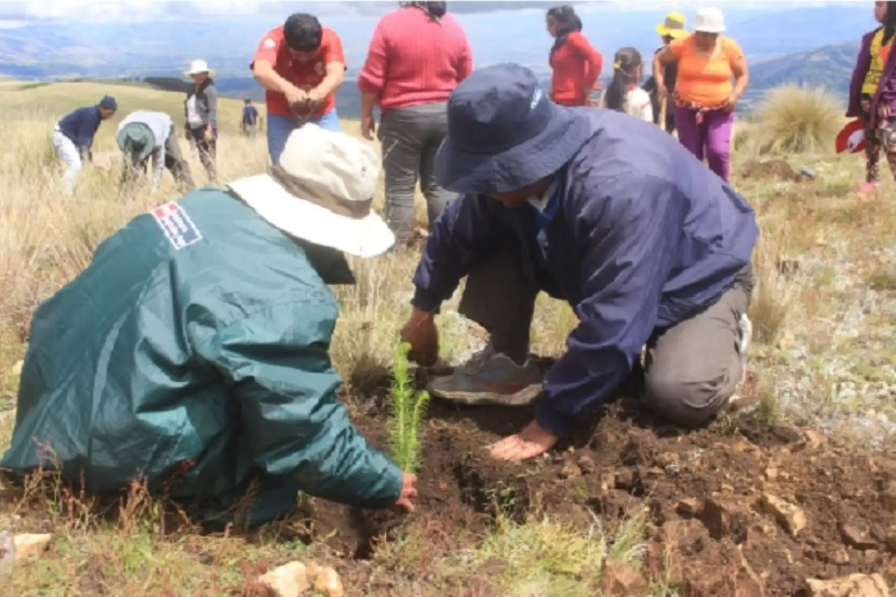 Instalarán más de 1 millón de plantones forestales en cuencas altoandinas