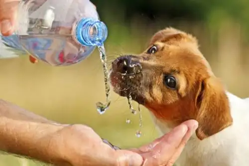 El golpe de calor puede causar la muerte de su mascota si le exige realizar actividades en horas de mucho calor y no lo hidrata.