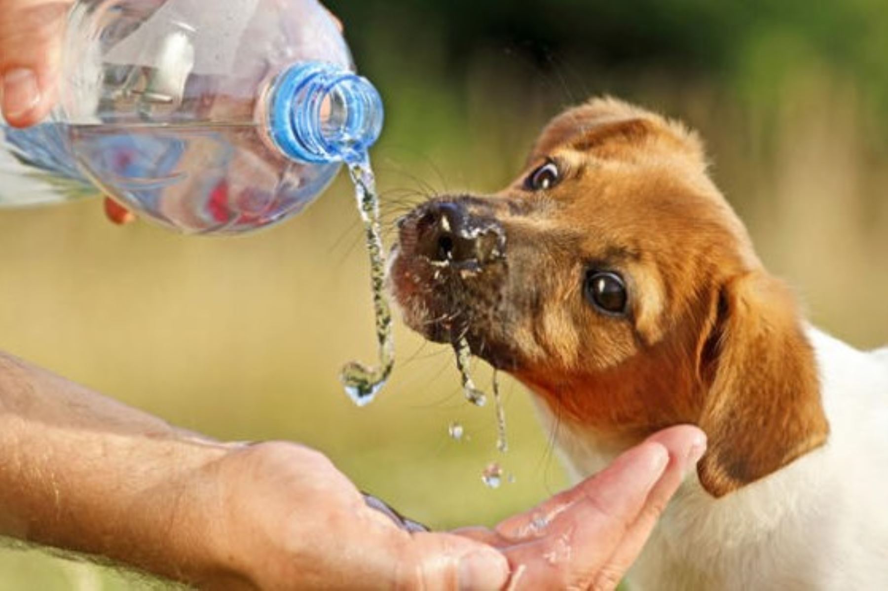 El golpe de calor puede causar la muerte de su mascota si le exige realizar actividades en horas de mucho calor y no lo hidrata.