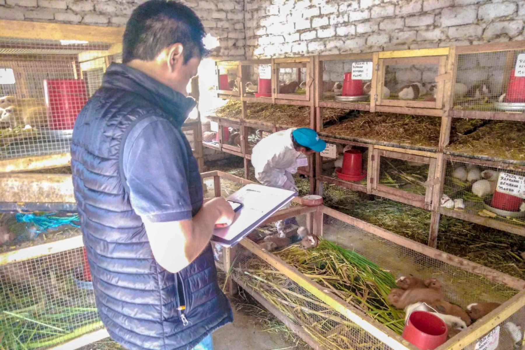 En reconocimiento a los saberes ancestrales y desempeño de los productores agropecuarios rurales evaluados en el 2019, el Ministerio de Agricultura y Riego (Minagri) entregará 262 certificaciones a nombre de la Nación en siete departamentos del Perú.