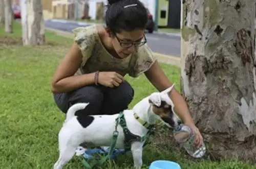 Animales de compañía como los perros no deben pasar largas horas bajo el sol y menos durante las 10 de la mañana y las 5 de la tarde porque pueden morir.