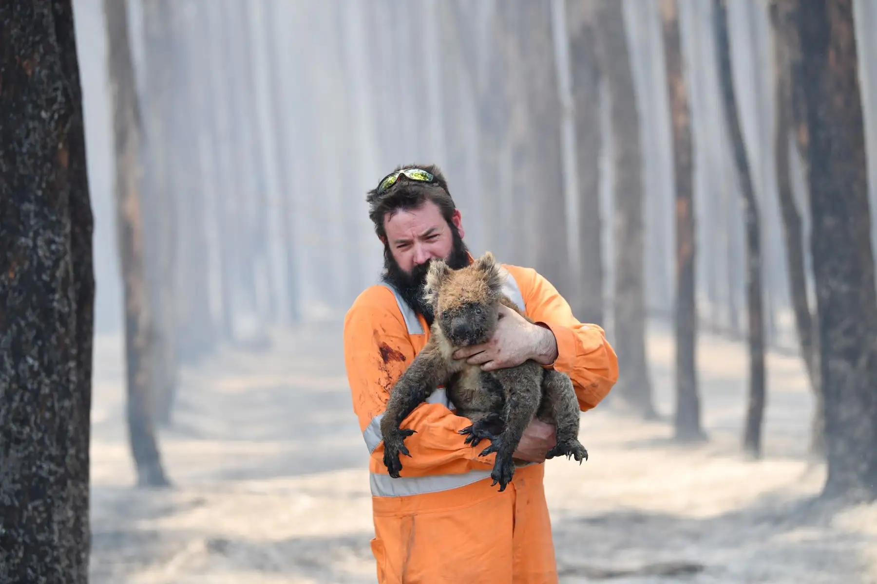 El rescatista de flora y fauna de la región australiana de Adelaida Simon Adamczyk sostiene en brazos a un koala después de haberle salvado del fuego, en un bosque cercano a Cape Borda, en la isla Kangaroo (Australia). 
Foto: EFE