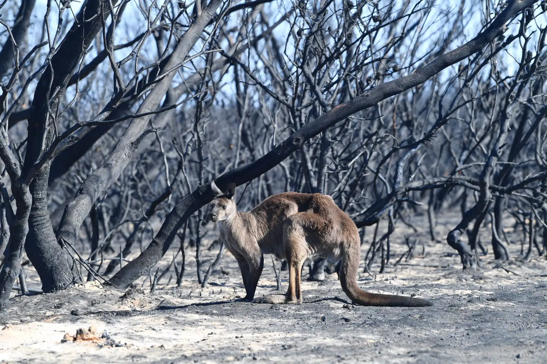 Se ve un canguro en el Parque Nacional Flinder Chase durante los incendios forestales en la Isla Canguro, Australia. 
Foto: AFP