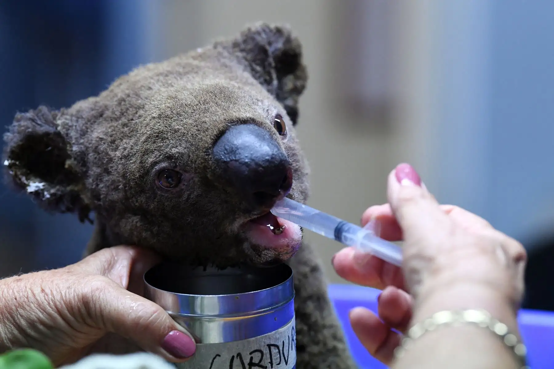 Un Koala deshidratado y herido recibe tratamiento en el Hospital Port Macquarie Koala en Port Macquarie, luego de su rescate de un incendio forestal que ha devastado un área de más de 2,000 hectáreas.
Foto: AFP