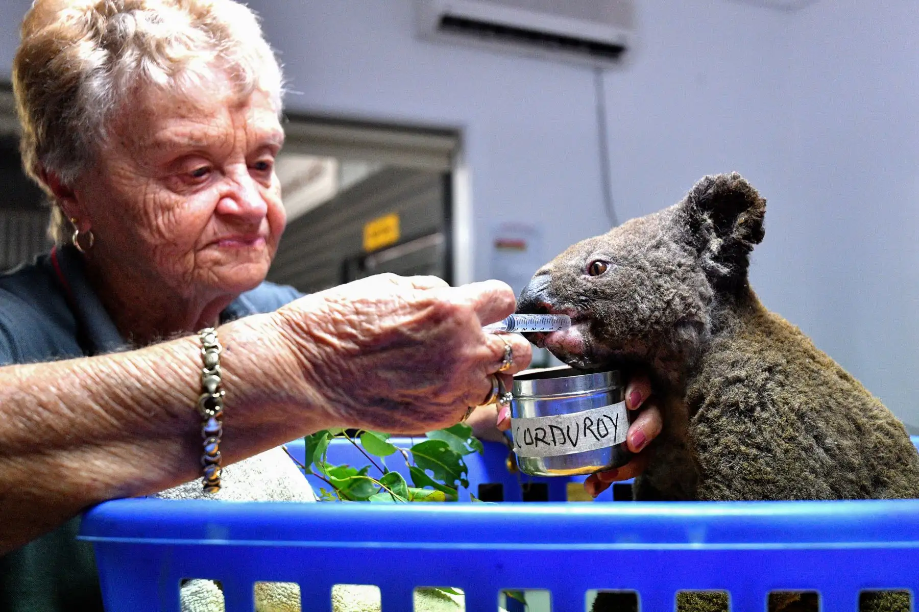 Un Koala deshidratado y herido recibe tratamiento en el Hospital Port Macquarie Koala en Port Macquarie, luego de su rescate de un incendio forestal que ha devastado un área de más de 2,000 hectáreas.
Foto: AFP