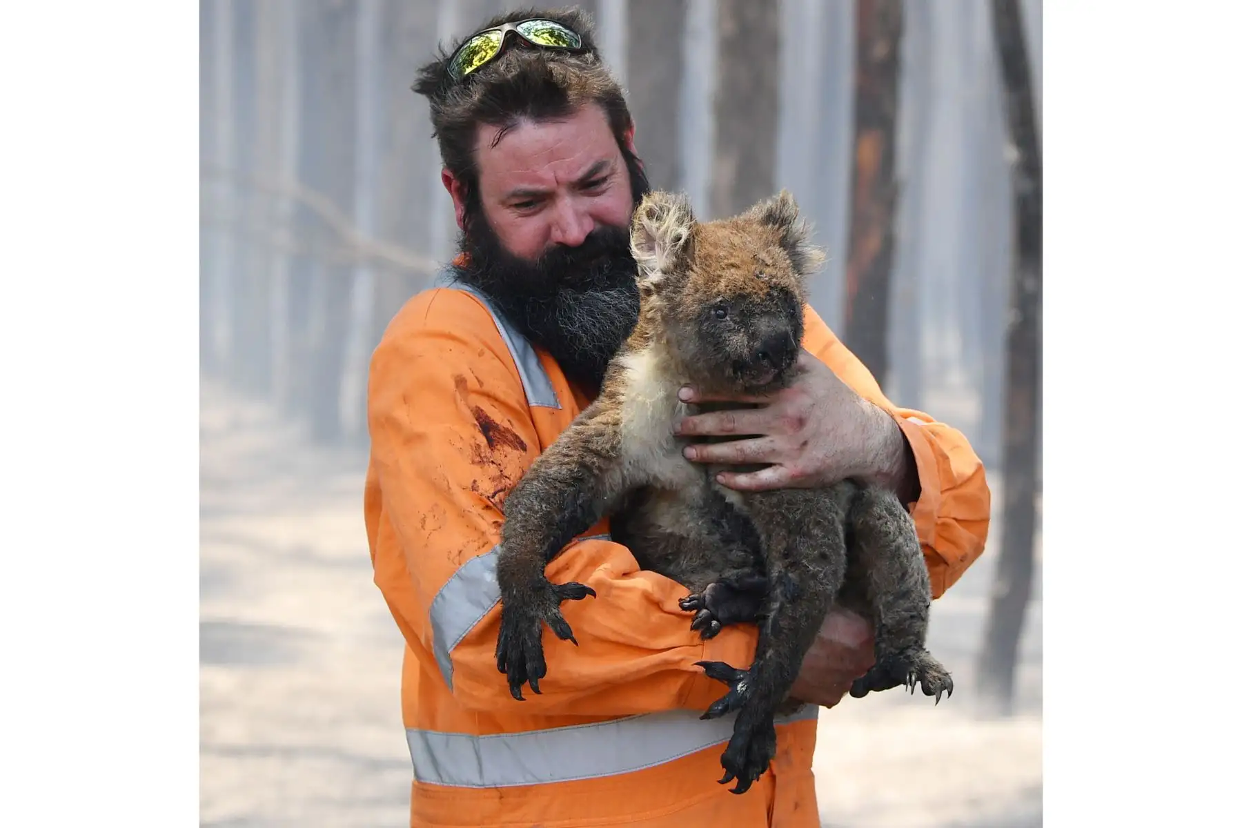 El rescatador de la vida salvaje de Adelaida, Simon Adamczyk, sostiene un koala que rescató en un bosque en llamas cerca de Cape Borda en la Isla Canguro, Australia.
Foto: AFP