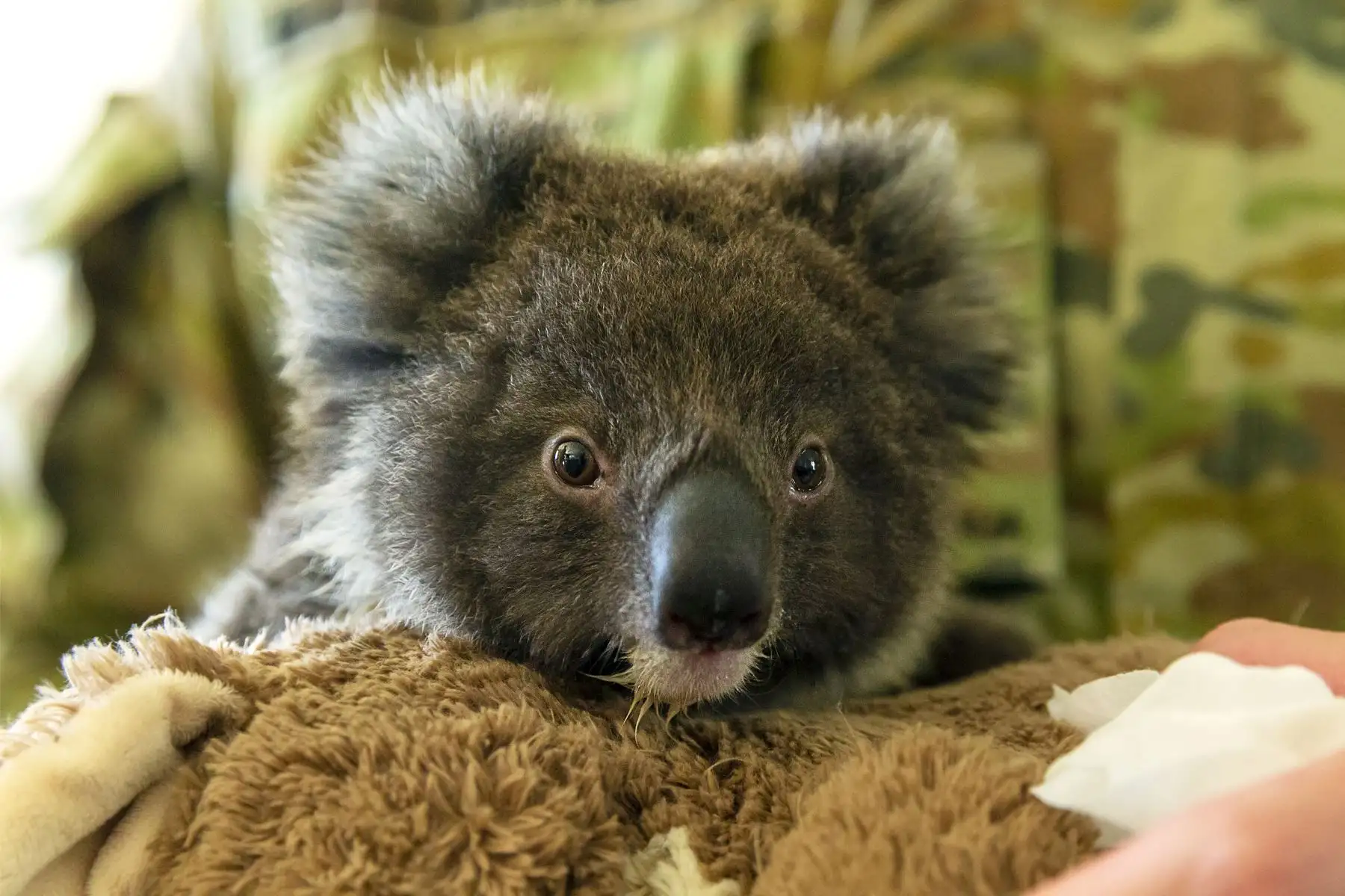 Departamento de Defensa de Australia muestra a un bebé koala huérfano alimentado por el soldado Tyler Moseley-Greatwic.
Los bomberos corrieron para sofocar incendios forestales masivos en el sureste de Australia.
Foto: AFP