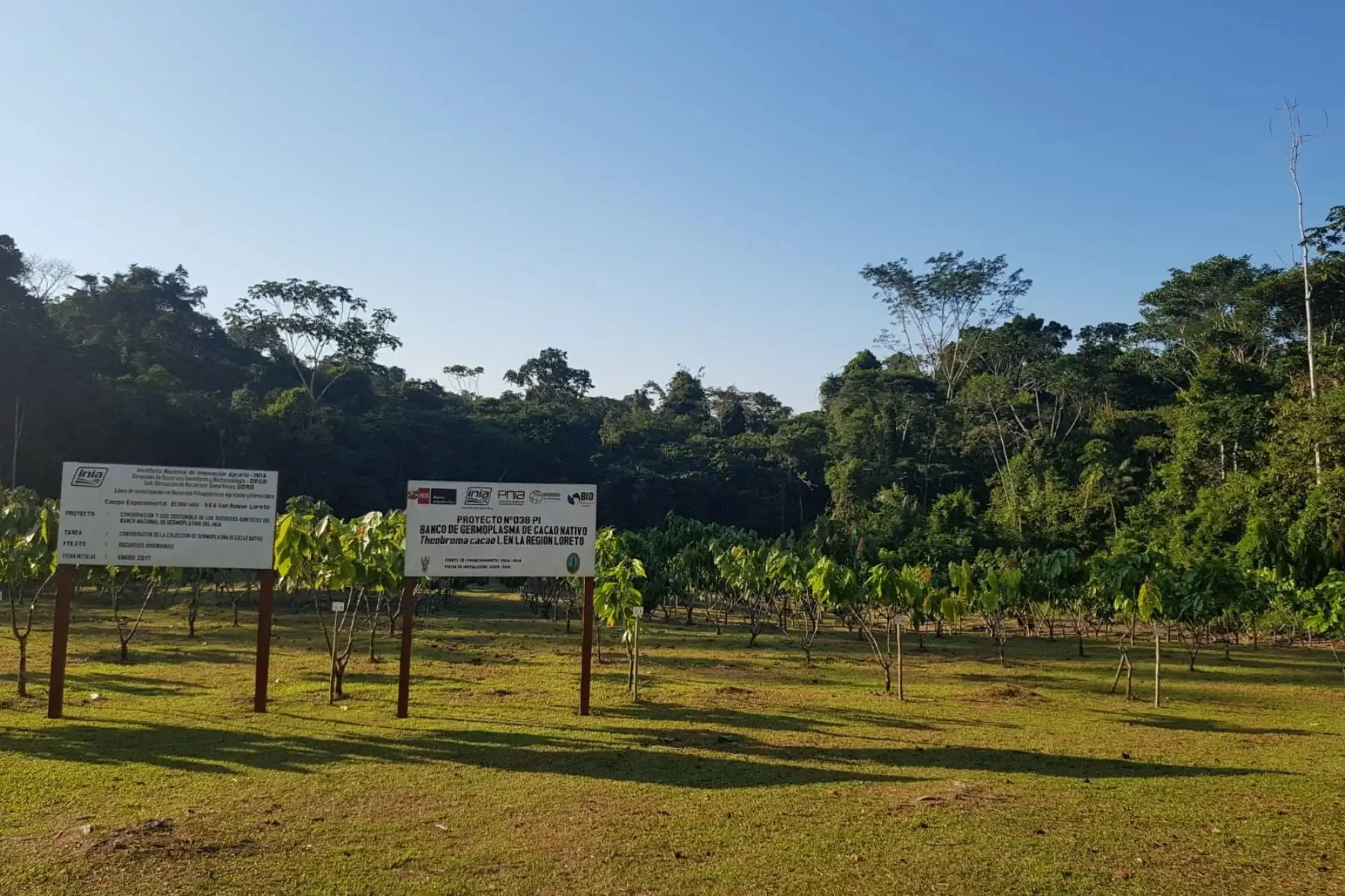 INIA potenciará el mejoramiento genético del cacao, camu camu y otros cultivos de Loreto.