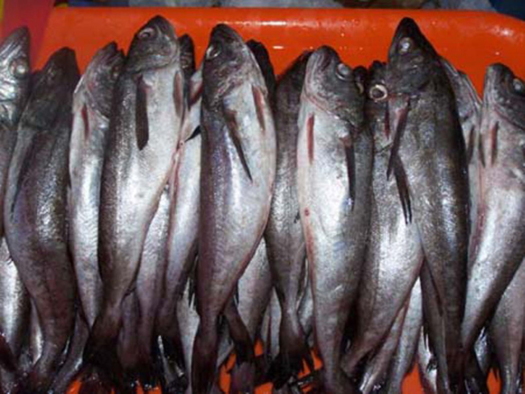 Рыба хек сколько. Мерлуза рыба. Хек Дальневосточный. Хек костлявая рыба. Хек рыба фото.