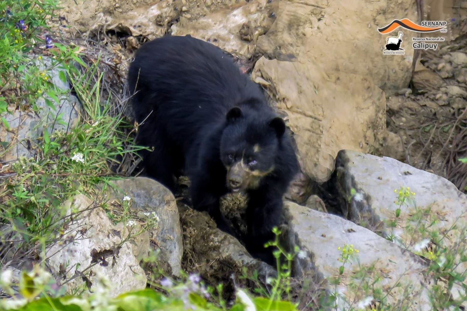 Serfor inició un proceso para sancionar a implicados en muerte de oso andino en Puno en abril pasado. ANDINA/Difusión