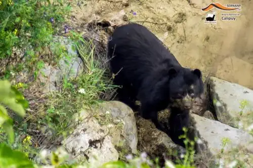 Reportan avistamiento de oso de anteojos en la Reserva Nacional de Calipuy, ubicado en La Libertad. ANDINA/Difusión
