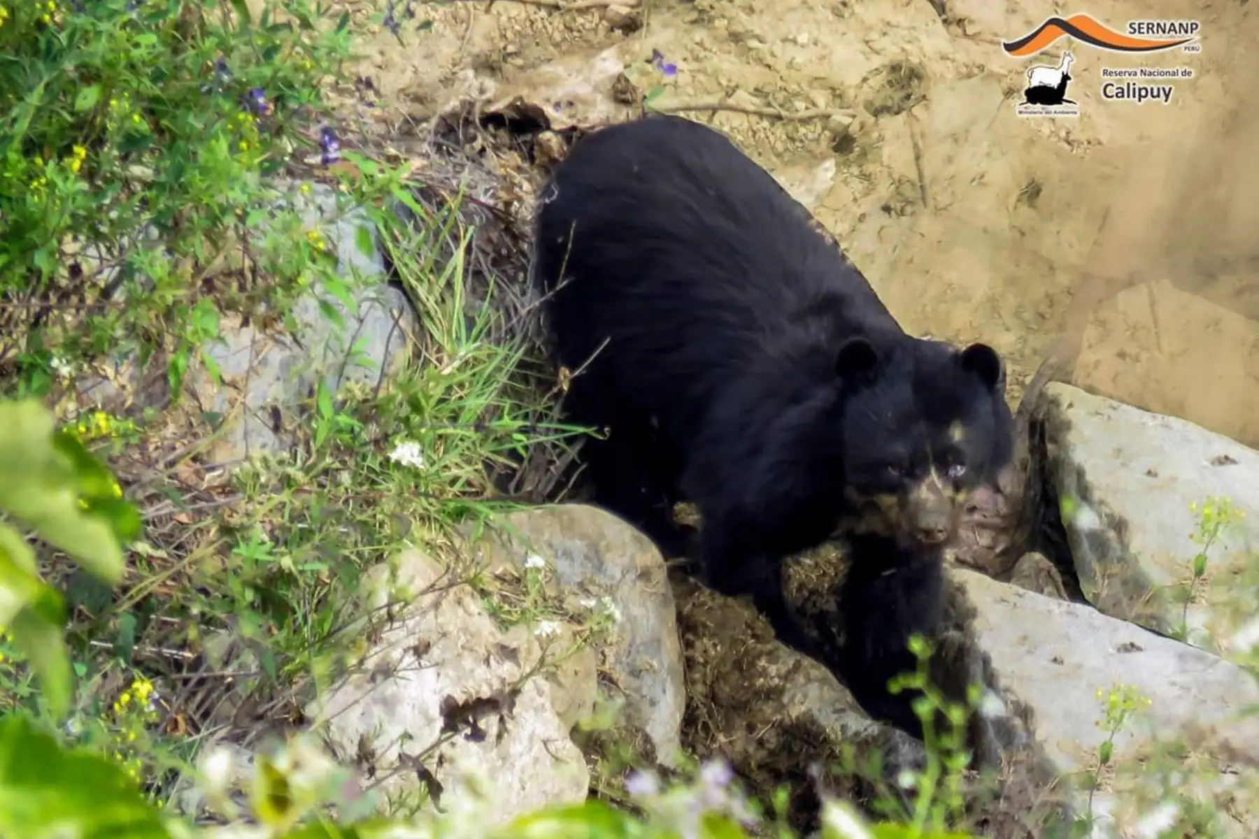 Reportan avistamiento de oso de anteojos en la Reserva Nacional de Calipuy, ubicado en La Libertad. ANDINA/Difusión