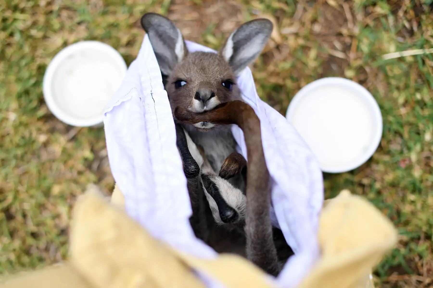 Un canguro es atendido por voluntarios para salvar y rehabilitar a los animales del desastre de incendios forestales de Australia. Foto: AFP