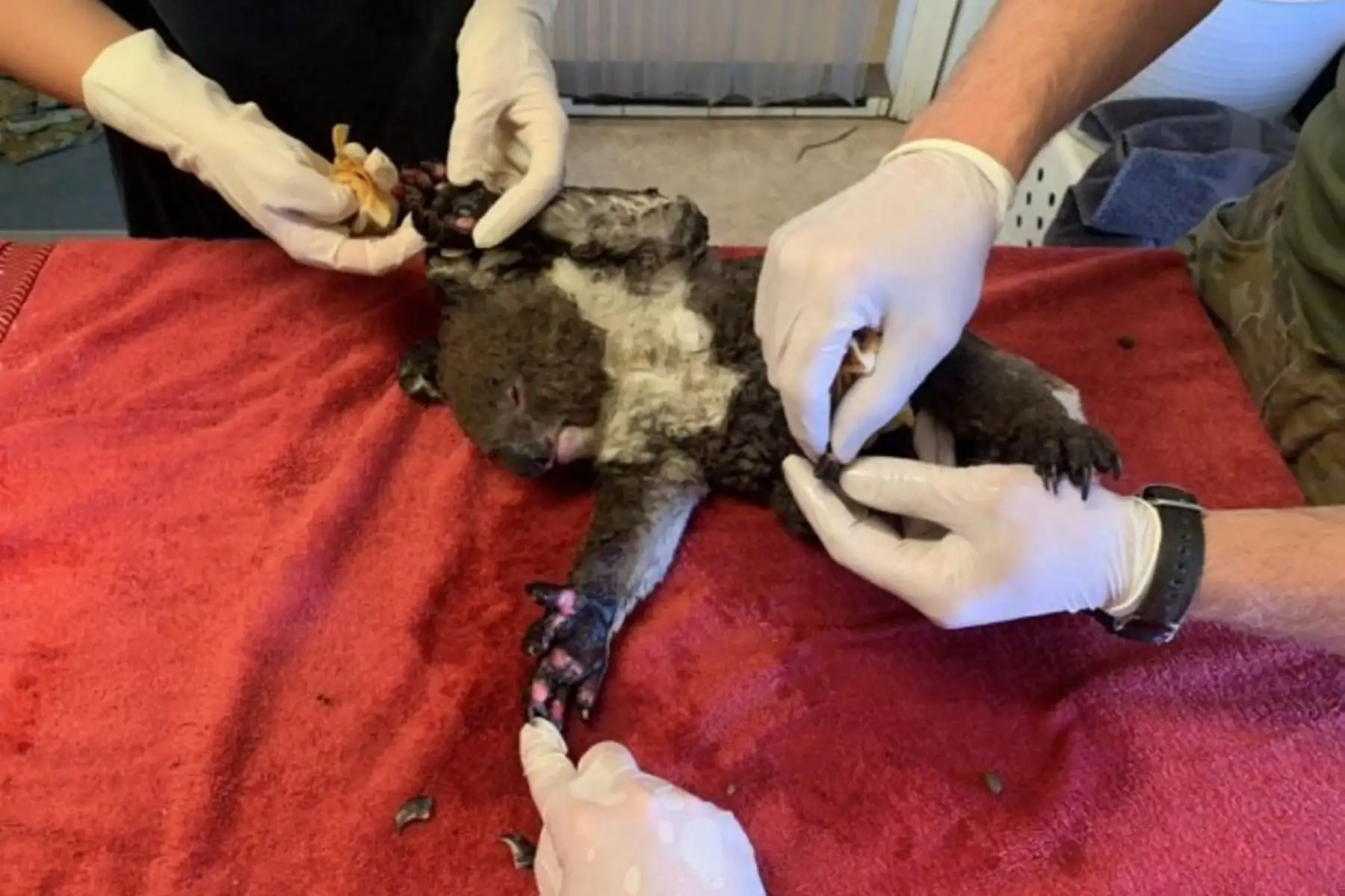 Un koala es atendido por las quemaduras causadas por incendios forestales en la Isla Canguro, en Australia del Sur. Foto: AFP