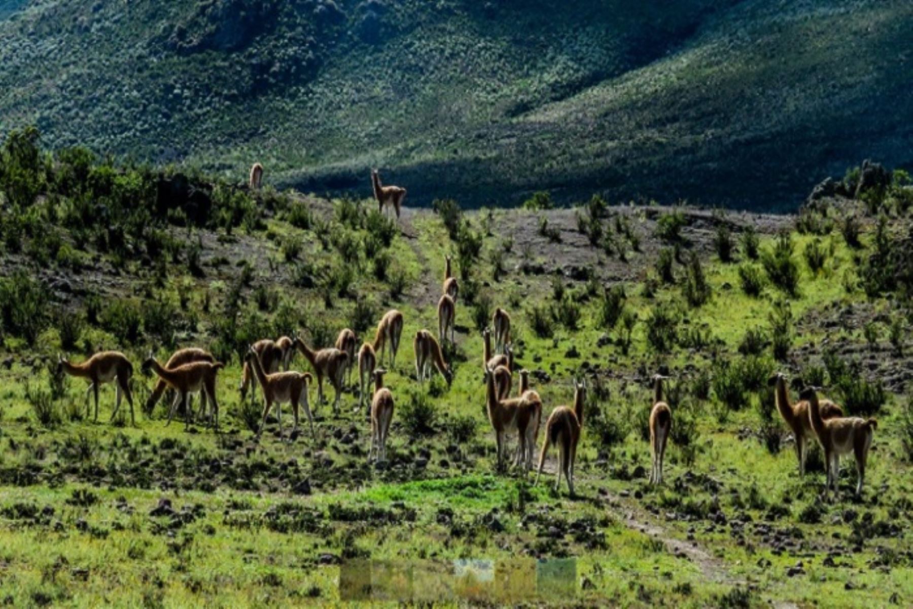 La Libertad: Santuario y Reserva Nacional de Calipuy cumplieron 39 años de creación