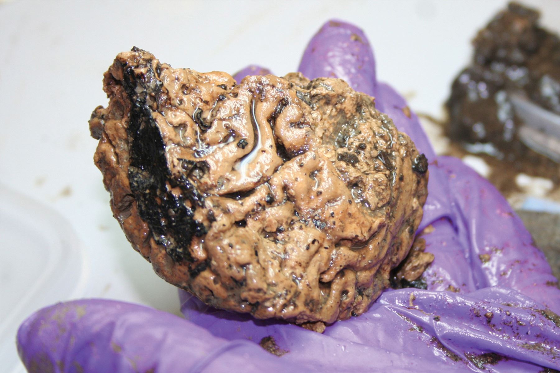 Un cerebro de más de dos mil años fue hallado en condiciones excepcionales de conservación. Foto: York Archaelogical Trust.