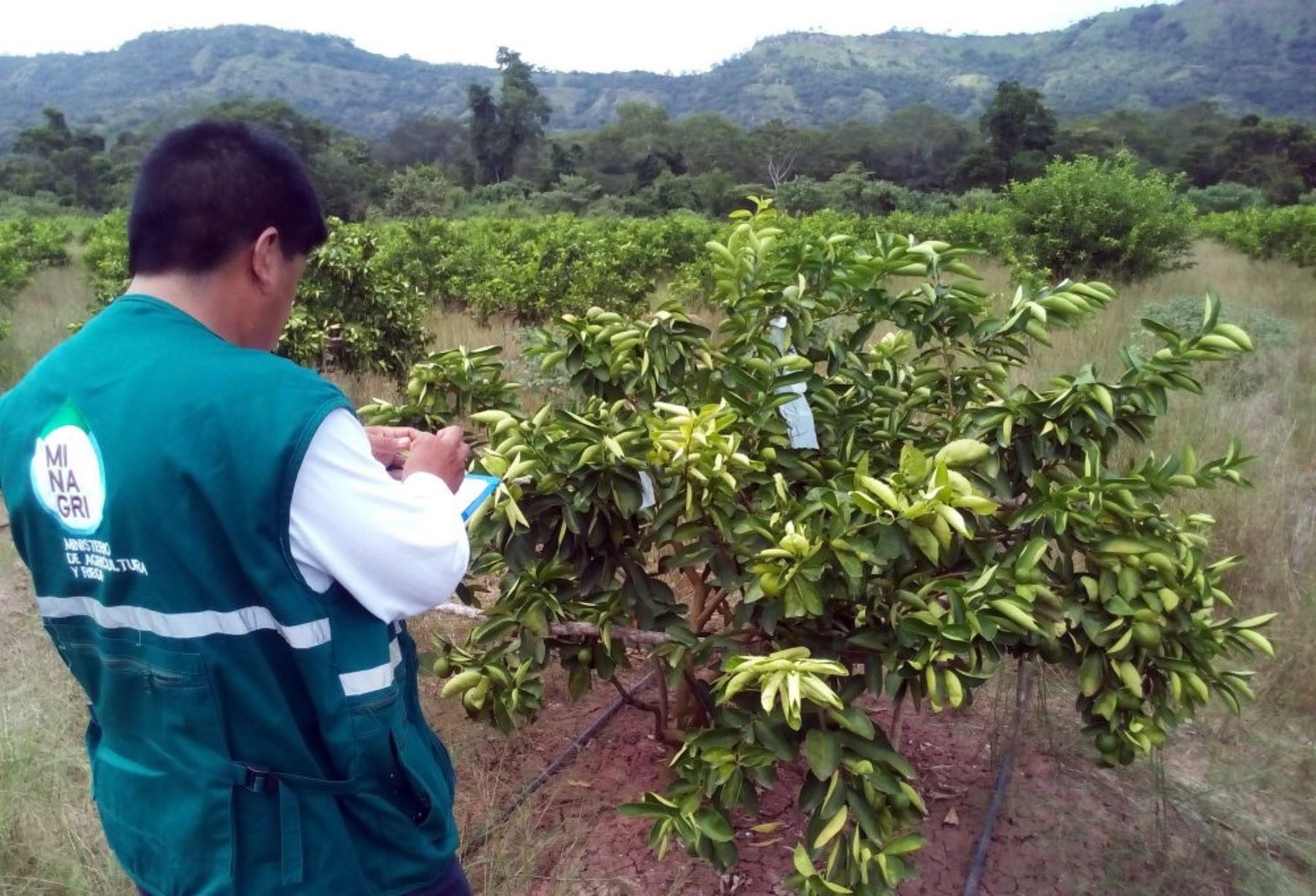 Loreto busca innovar con el cultivo de limón Tahití y kión y promueve su cultivo en la provincia de Alto Amazonas. ANDINA/Difusión