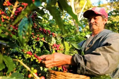 El Gobierno Regional de San Martín ejecutó diversos proyectos productivos. ANDINA/Difusión