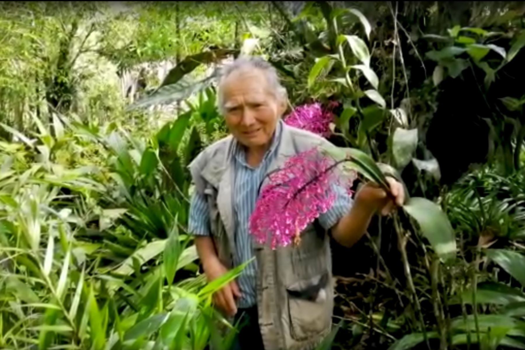 Conoce a Máximo Acosta, el poblador Yanesha que ha salvado 170 especies de orquídea en la provincia de Oxapampa, en Pasco. ANDINA/Difusión