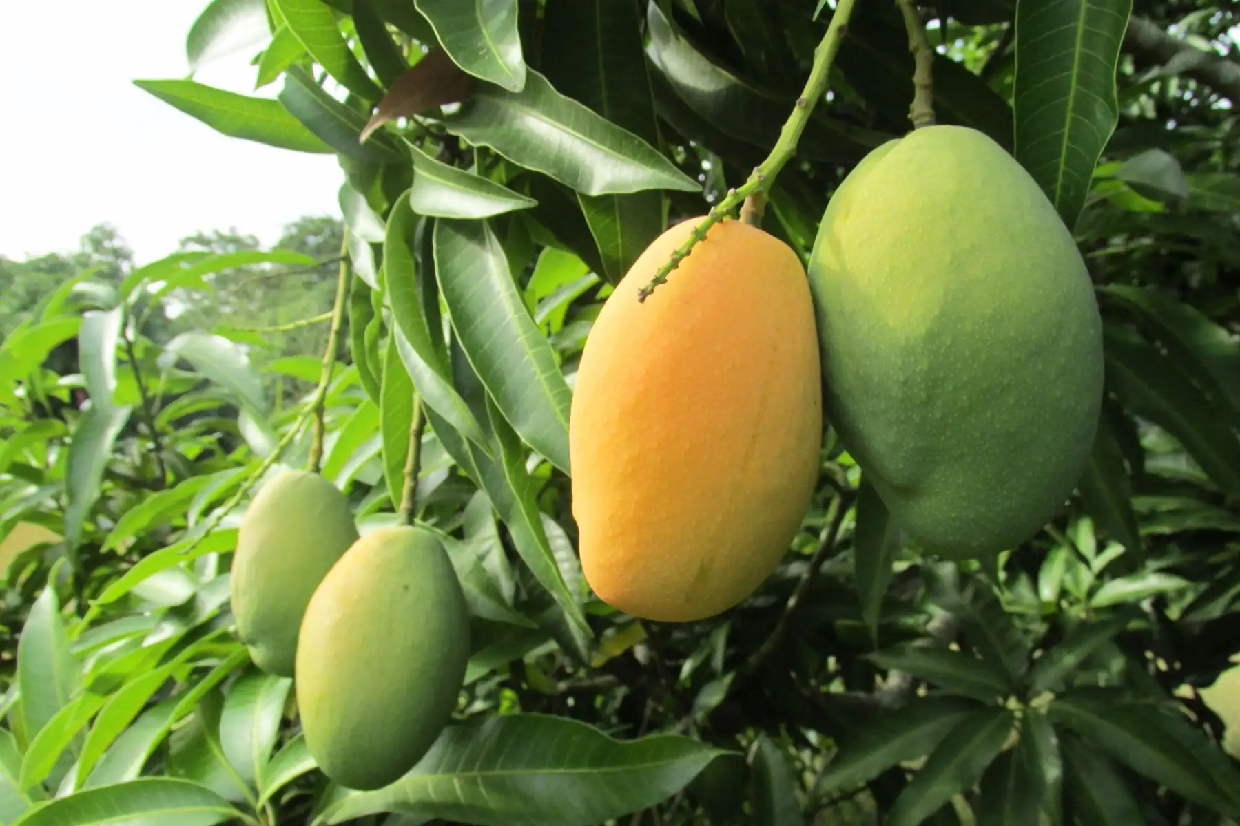 Productores de mango de Lambayeque piden ayuda del Estado debido a la sobreproducción de este fruto ANDINA/Difusión