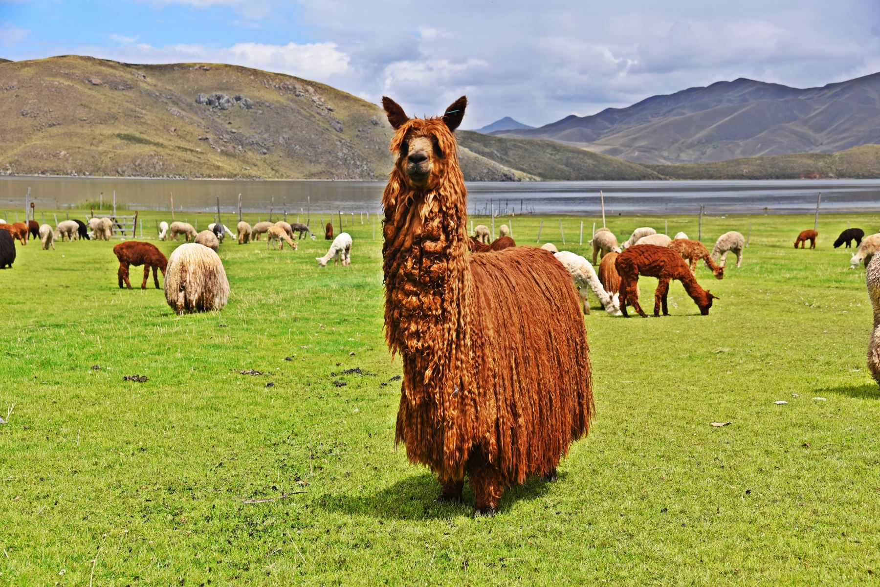 En Puno se ubica la mayor reserva genética de las alpacas de color, una especie que es estudiada por investigadores del INIA. Foto: Juan Humberto Ccopa