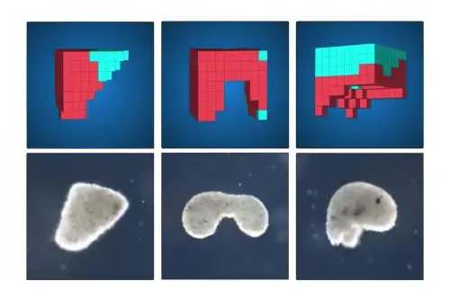 Diseñados en computadora, estos nanobots pueden realizar tareas y regenerar su estructura luego de un corte.