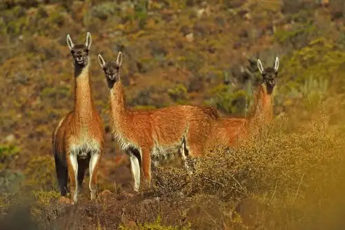 El guanaco es una de las cuatro especies de camélido sudamericano originario de Perú. ANDINA/Difusión