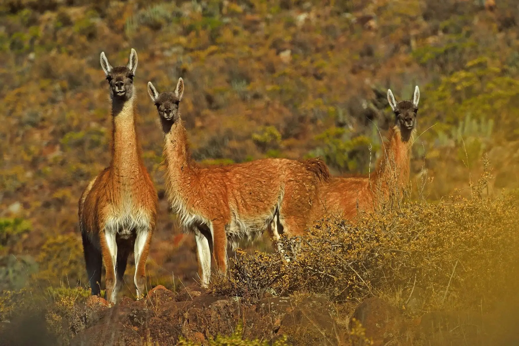 En más de 380 % se recupera la población de guanaco en la Reserva Nacional Calipuy, en La Libertad, destacó el Sernanp. ANDINA/Difusión