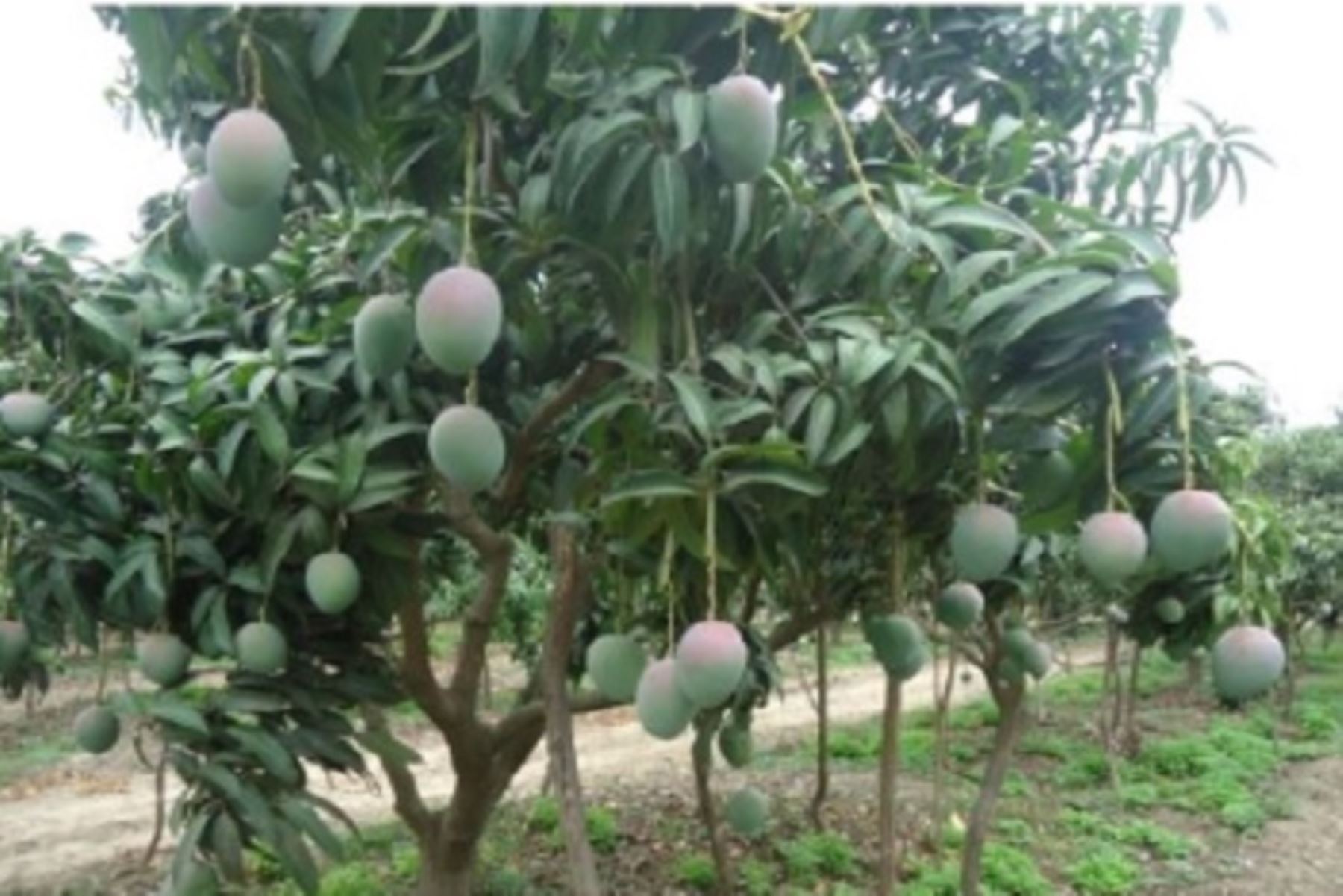 Los reportes agrometeorológicos evidenciaron un aumento de las necesidades hídricas de los cultivos por el exceso de calor, especialmente en los frutales como mango, palto, banano, limón, entre otros cultivos de importancia en la Costa norte.