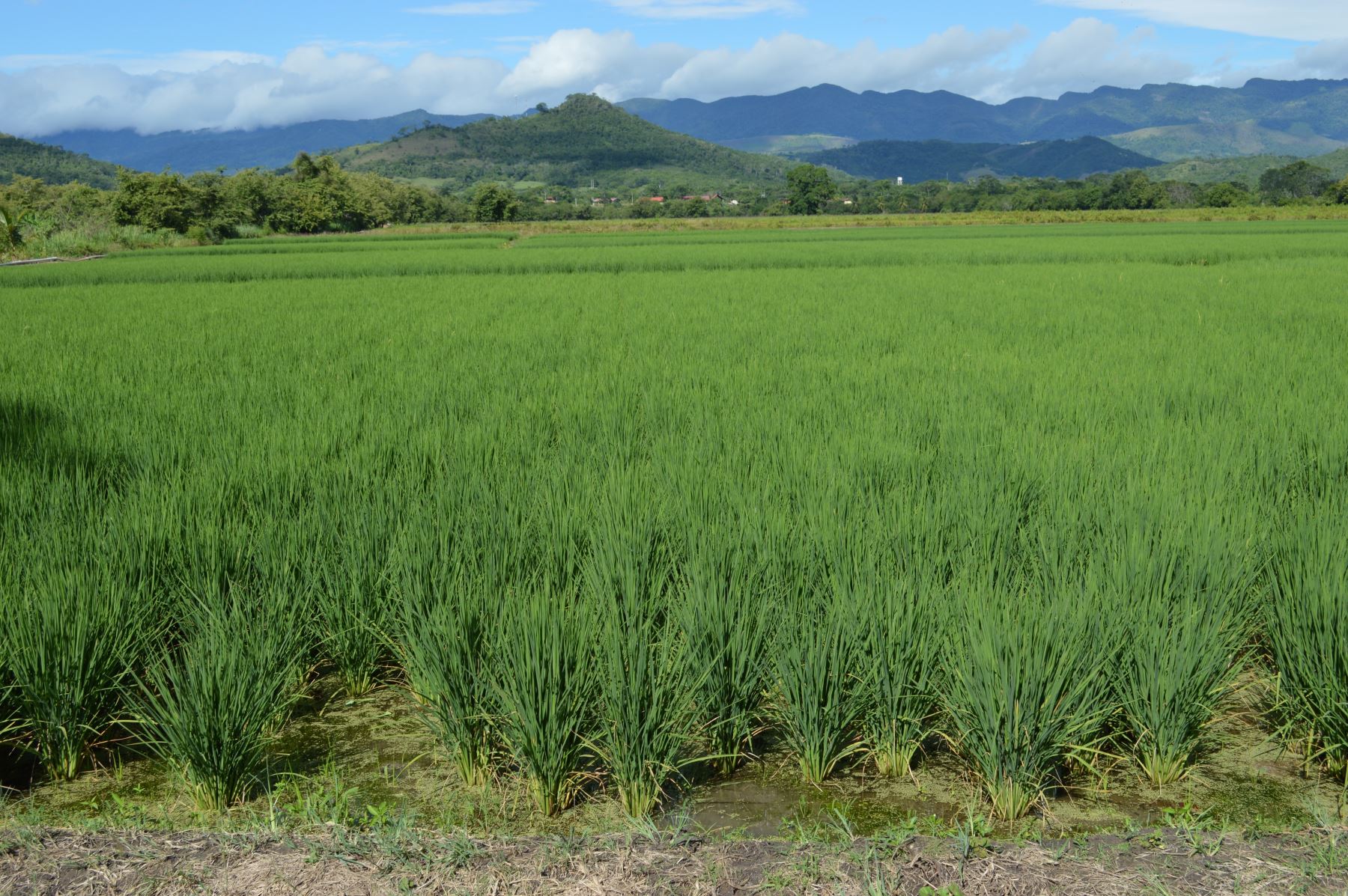 El INIA potenciarán la producción agraria de San Martín con nuevas semillas de arroz y maíz, y la producción de 600,000 especies forestales. ANDINA/Difusión