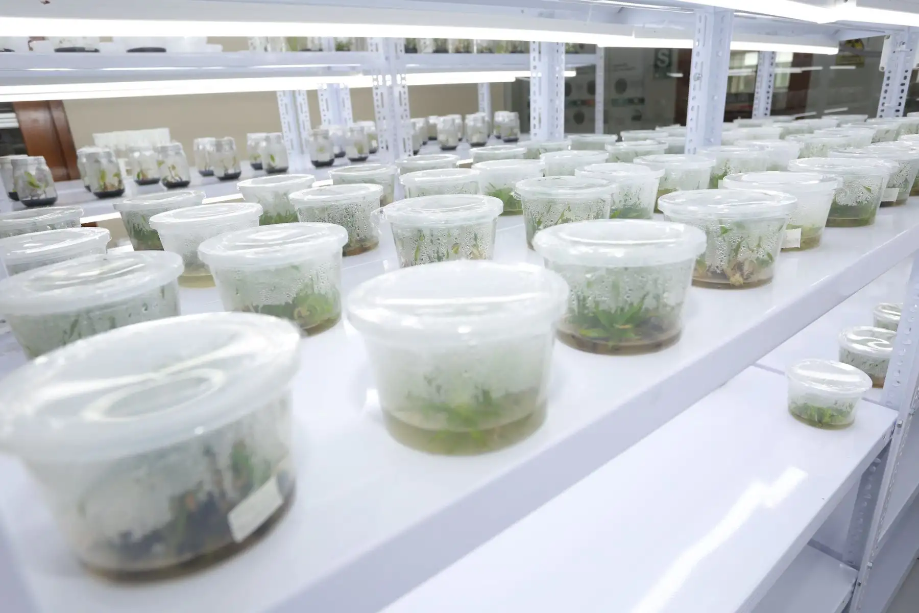 INIA impulsará proyectos de investigación e innovación agrícola en la región Ucayali. ANDINA/Difusión