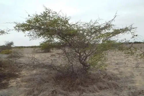 Tumbes: crean grupo multisectorial para tratar disminución de algarrobos en la costa norte del Perú