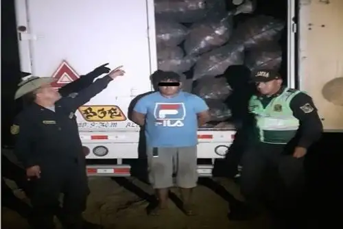 Durante el,operativo se intervino a Manuel Antonio Santamaría Cobeñas (28), Wilder Salazar Eugenio (27), y Lender Laboriano Cerna (21), quienes trasladaban 864, 95 sacos con carbón vegetal de la especie forestal Algarrobo.