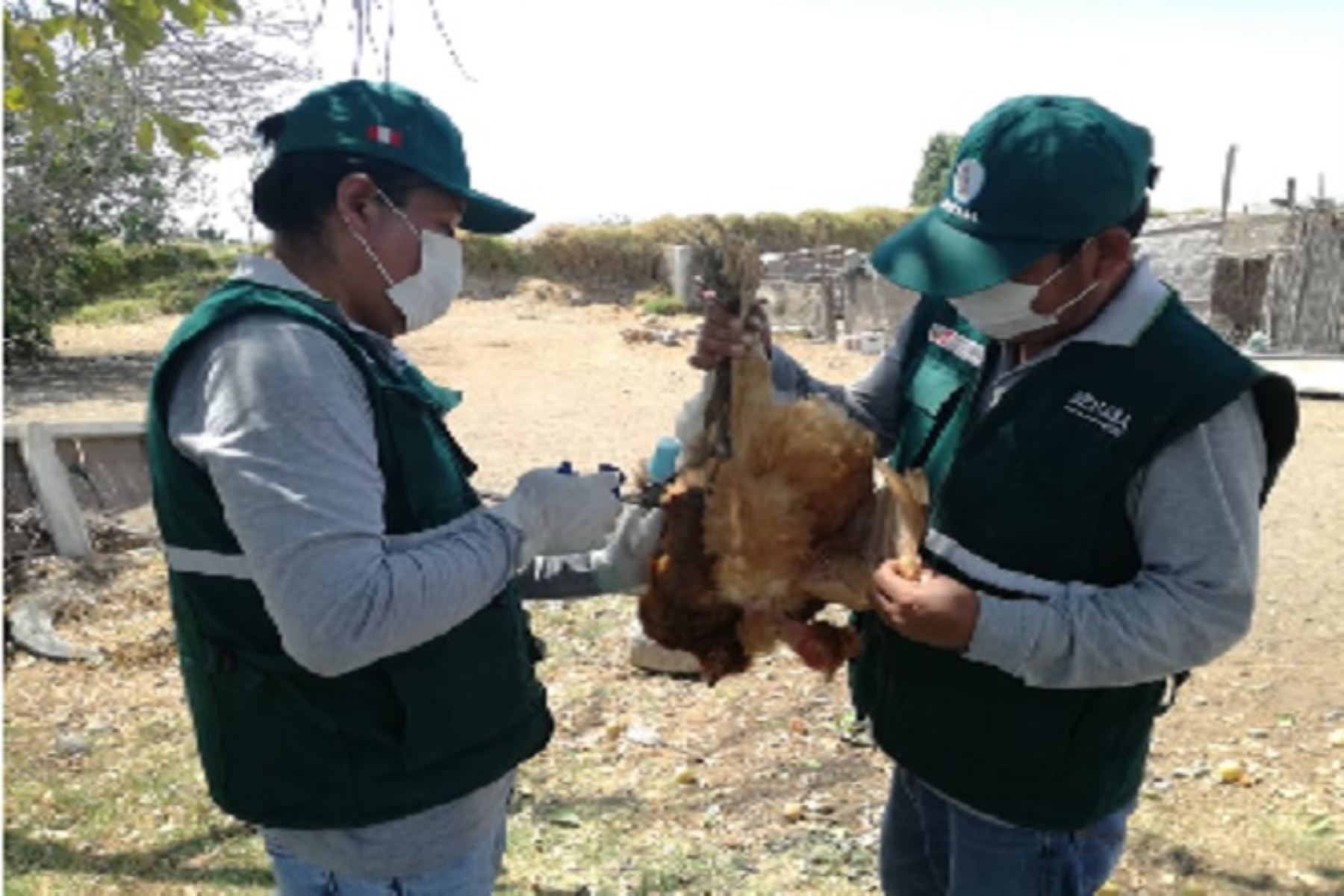 Personal de Senasa desarrollará la campaña de vacunación en las provincias de Islay, Camaná y Arequipa para beneficio de más de 4,000 pequeños avicultores asentados en estas zonas de la región.