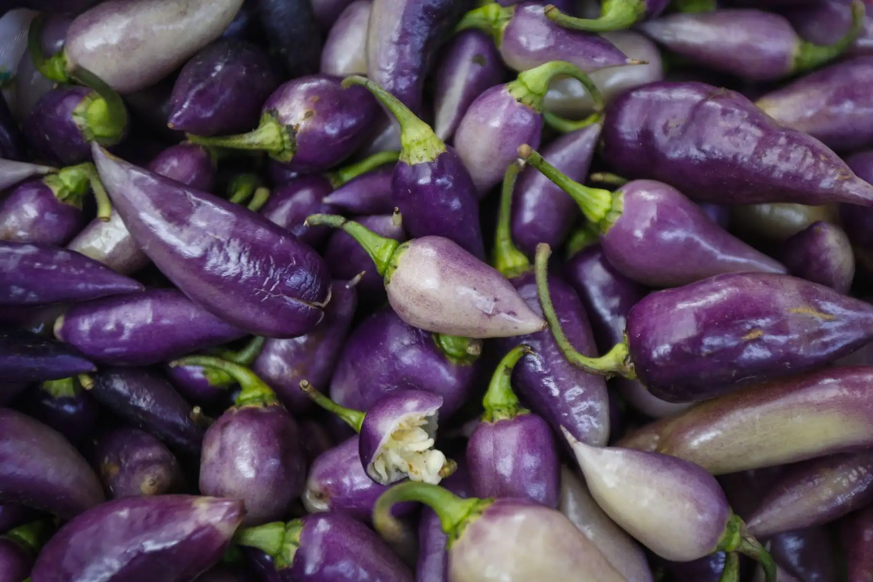 Ají arnaucho es un insumo valorado en la gastronomía de Barranca. Foto: ANDINA/Renato Pajuelo