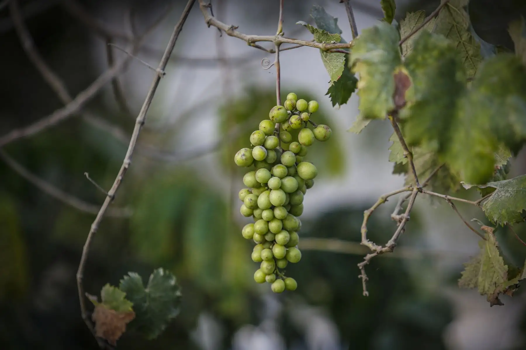 La producción de vino y pisco artesanal es una de las características de la zona . Foto: ANDINA/Renato Pajuelo