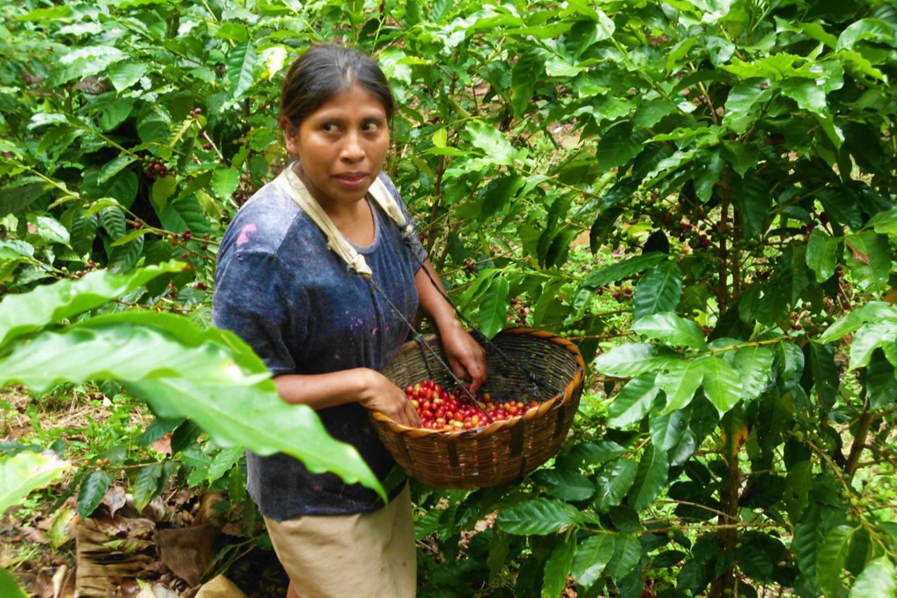 Región San Martín promoverá una mayor producción de café sostenible y competitivo.