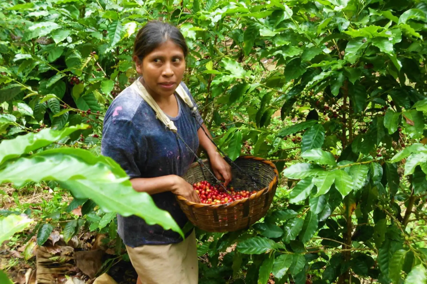 Región San Martín promoverá una mayor producción de café sostenible y competitivo.