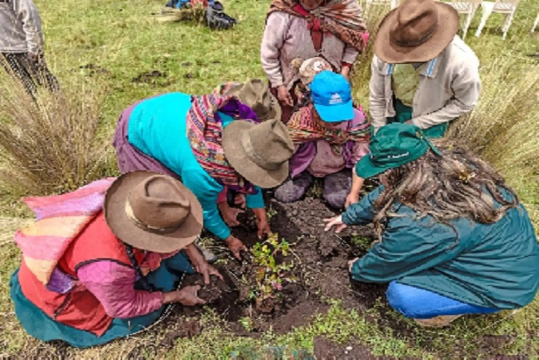 El Minagri, a través de Agro Rural, tiene como meta culminar la instalación de 5,000 plantones de quenual y 5000 plantones de pino en las cuencas altas