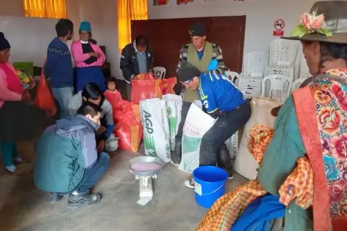 Huánuco: ganaderos mejorarán su producción gracias a pastos entregados por el Estado
