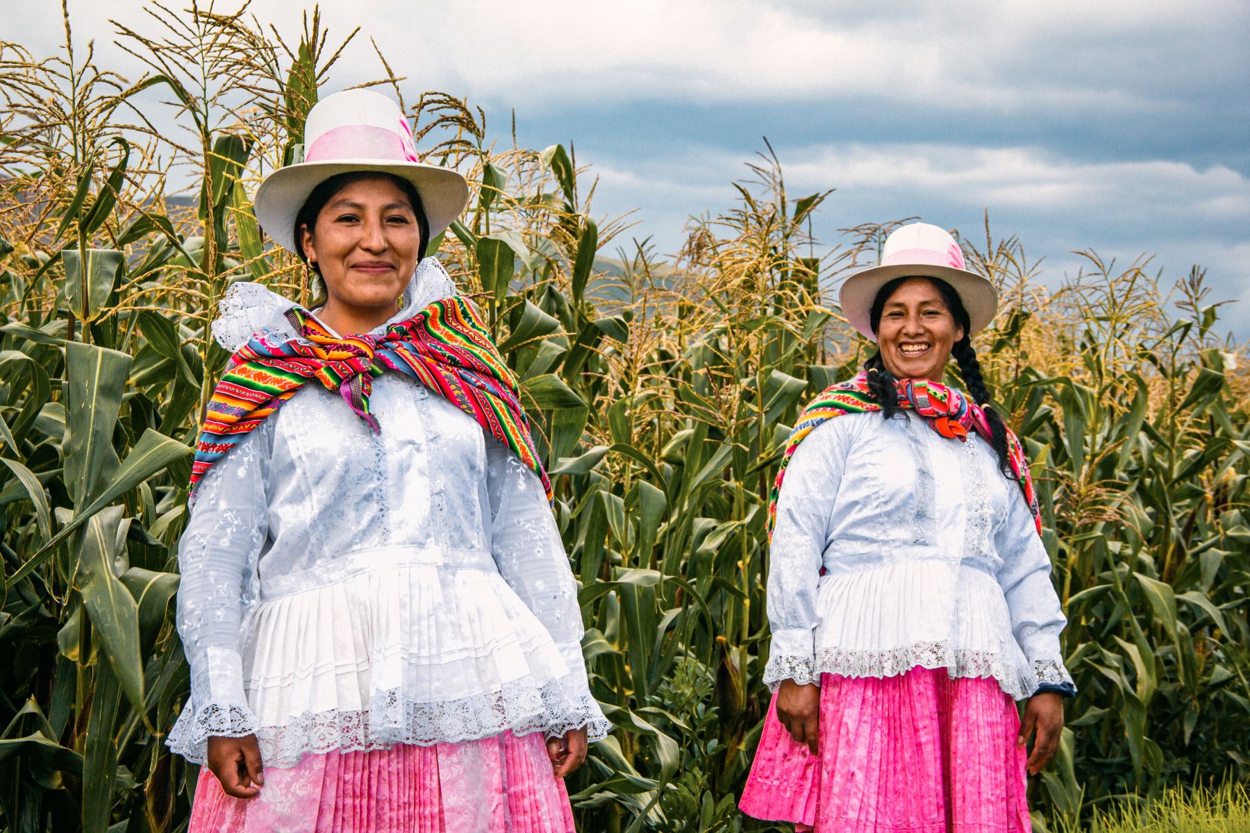 Con ayuda de tecnología, agricultores de Cusco duplican su producción de maíz. ANDINA/Difusión