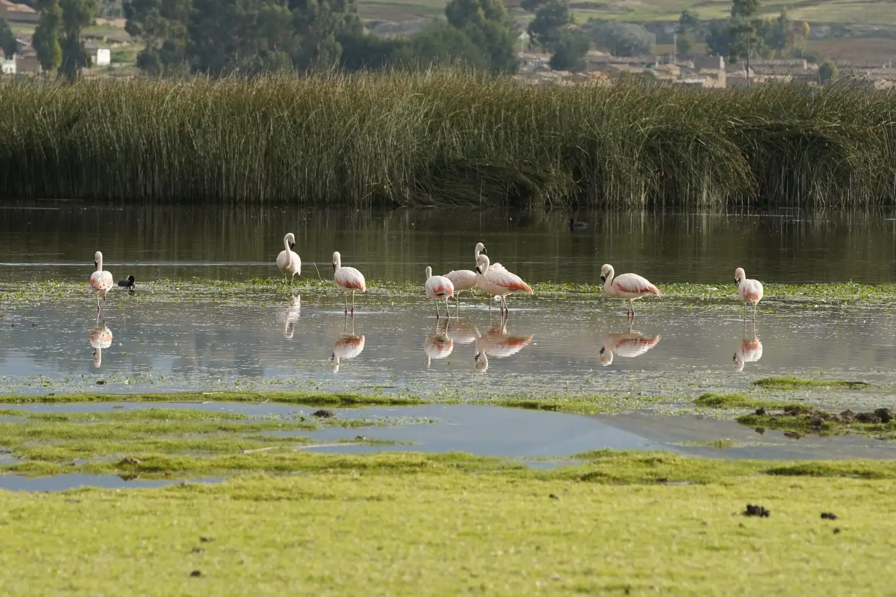 Hoy se celebra el 50 aniversario del Día de la Tierra y cabe recordar que el Perú cuenta actualmente con 13 humedales de importancia internacional o sitios Ramsar que, en conjunto, tienen una superficie de 6 millones 784,041 hectáreas. Constituyen ecosistemas de gran biodiversidad y son fuente de recursos hídricos. ANDINA/Difusión