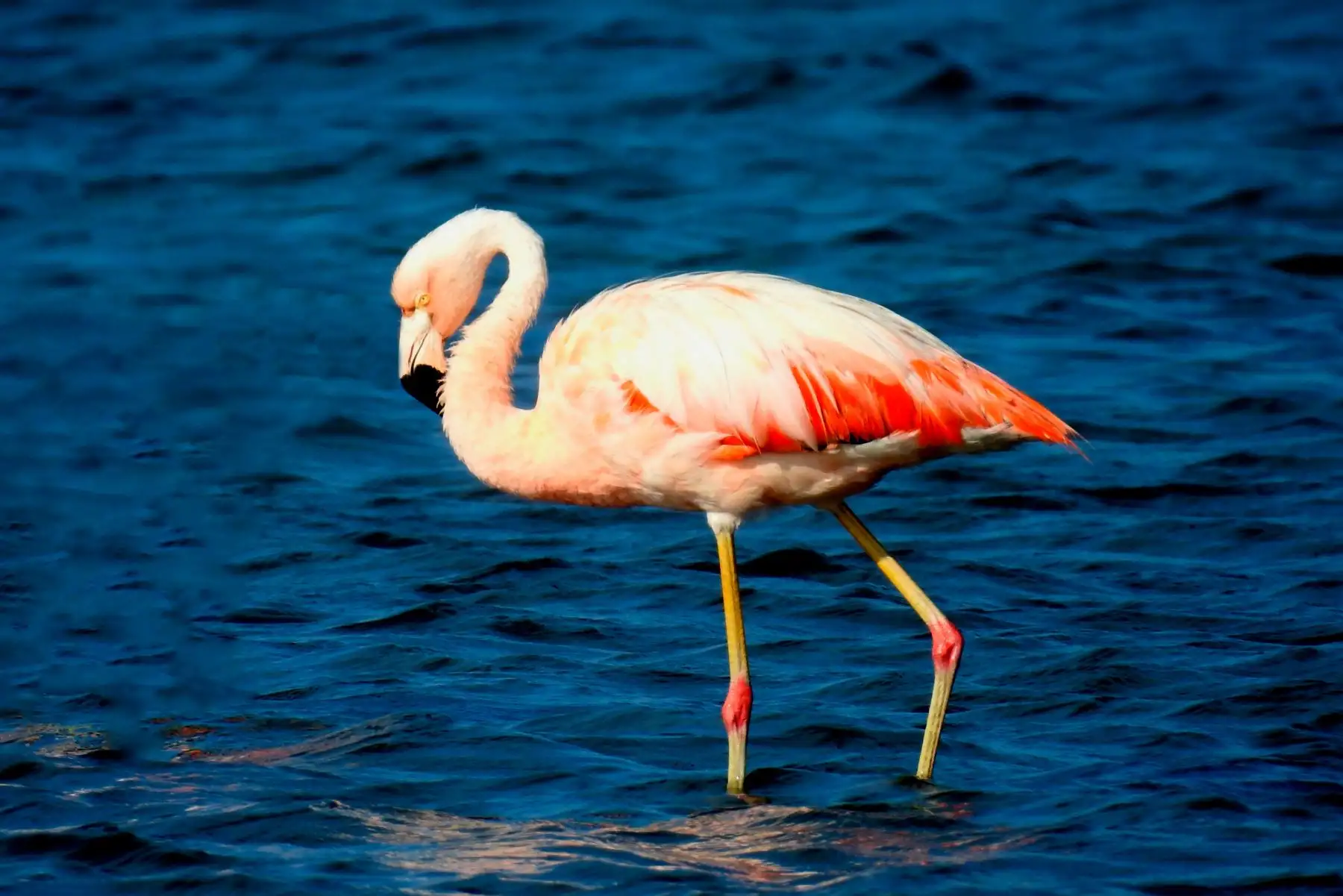 Perú elaborará un censo de flamencos en lagos y humedales andinos, anunció el Serfor. ANDINA/Difusión