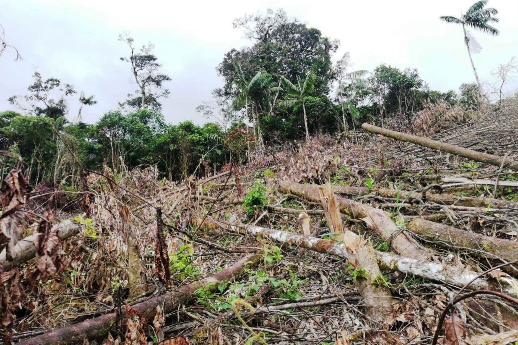 Fiscalía Especializada en Materia Ambiental verifica tala ilegal y construcciones ilegales en el Bosque de Protección Alto Mayo, en San Martín. ANDINA/Difusión