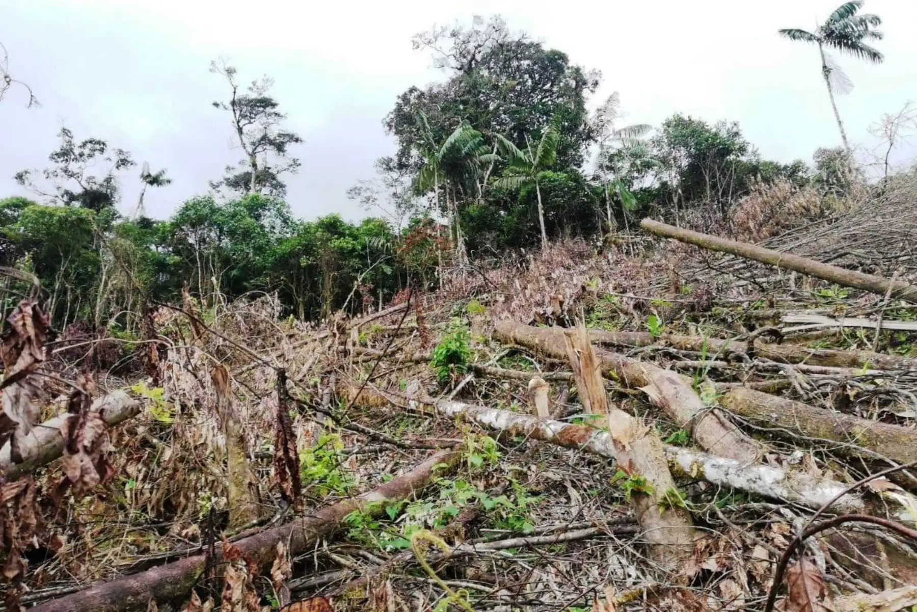Fiscalía Especializada en Materia Ambiental verifica tala ilegal y construcciones ilegales en el Bosque de Protección Alto Mayo, en San Martín. ANDINA/Difusión