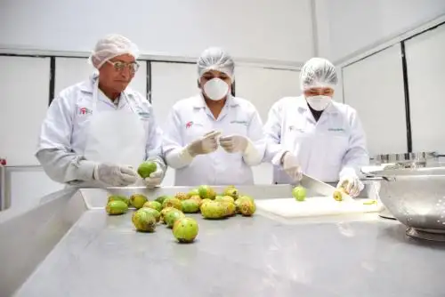 La tuna y granada son los productos de moda de emprendedores de Moquegua y Tacna con asistencia técnica del Instituto Tecnológico de la Producción. ANDINA/Difusión